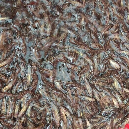 博罗县 黄骨鱼苗大量现货批发