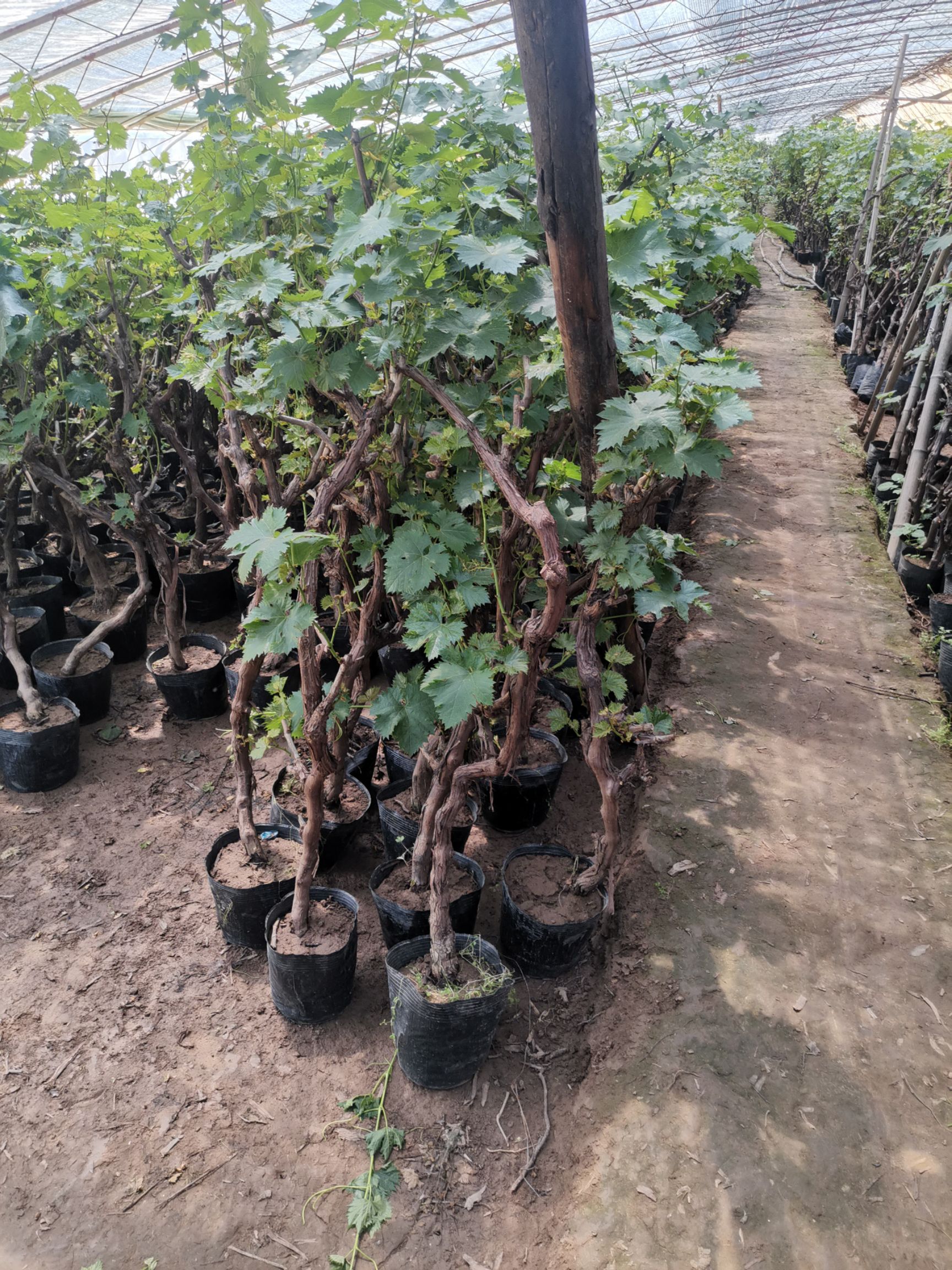 巨峰葡萄苗 占地大葡萄树