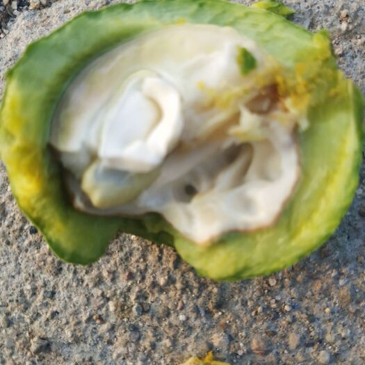 赞皇县 石家庄青皮核桃大量上市