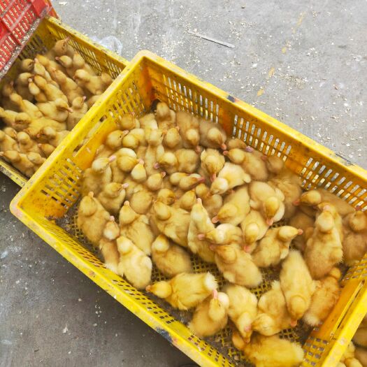 南宁樱桃谷肉鸭苗