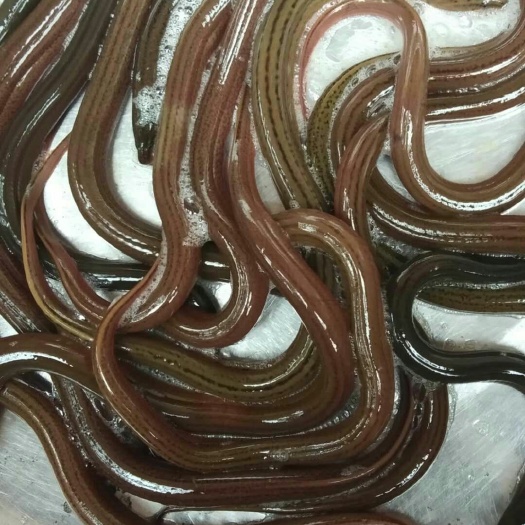 绵阳正大九号黄鳝苗优良品种抗病力强