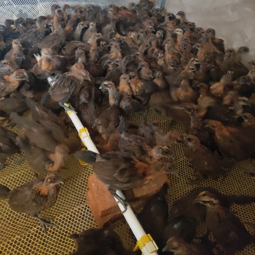 弥渡县土鸡苗  乌骨鸡苗