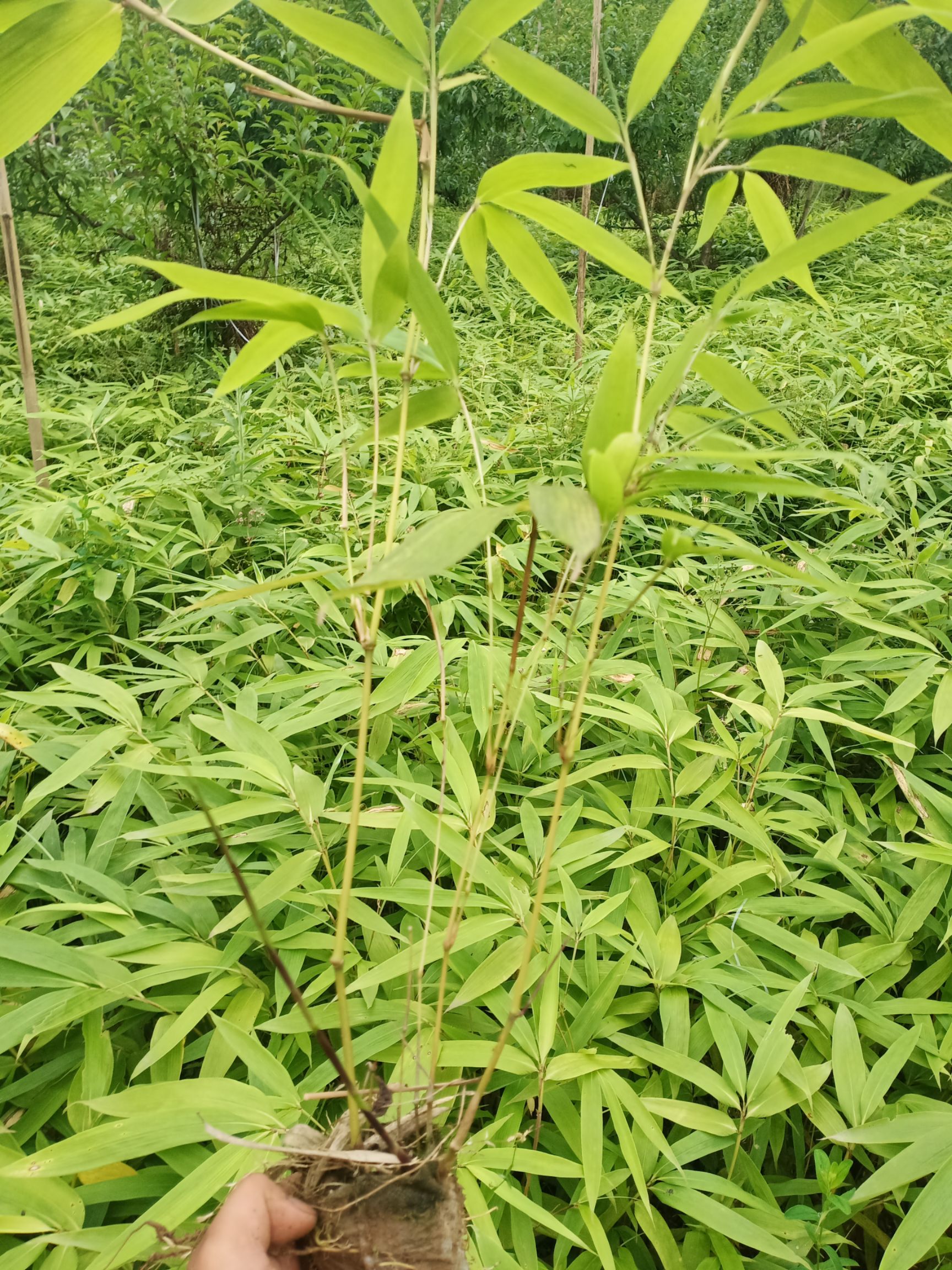 方竹苗最新产地行情_方竹苗产地行情数据_方竹苗批发价格查询 - 惠农