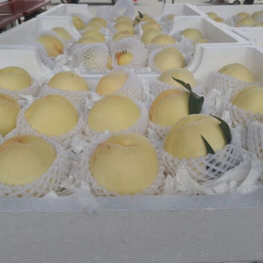 新沂市白凤桃 个大，甜度高