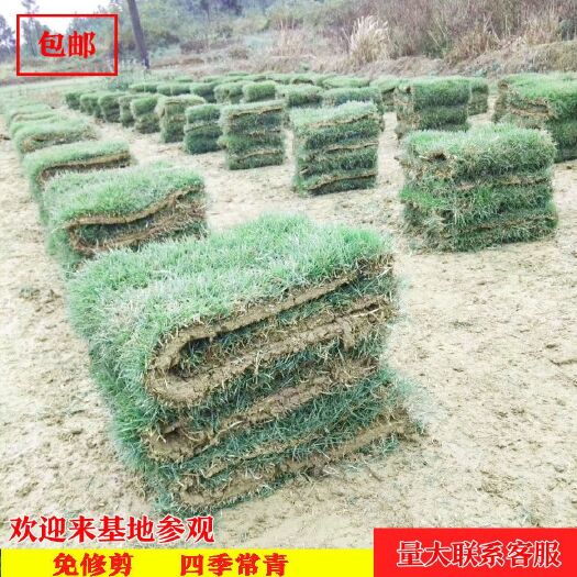 南宁马尼拉草皮结缕草草皮大量现货