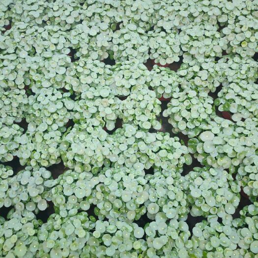 青州市铜钱草盆栽 精品铜钱草