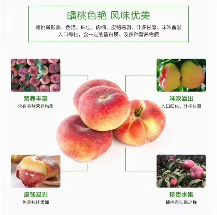  中国蟠桃之乡-新疆石河子蟠桃熟啦！
