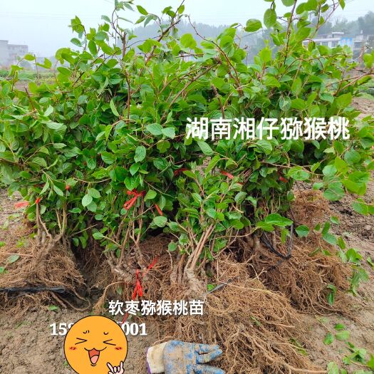 隆回县丹东软枣猕猴桃苗