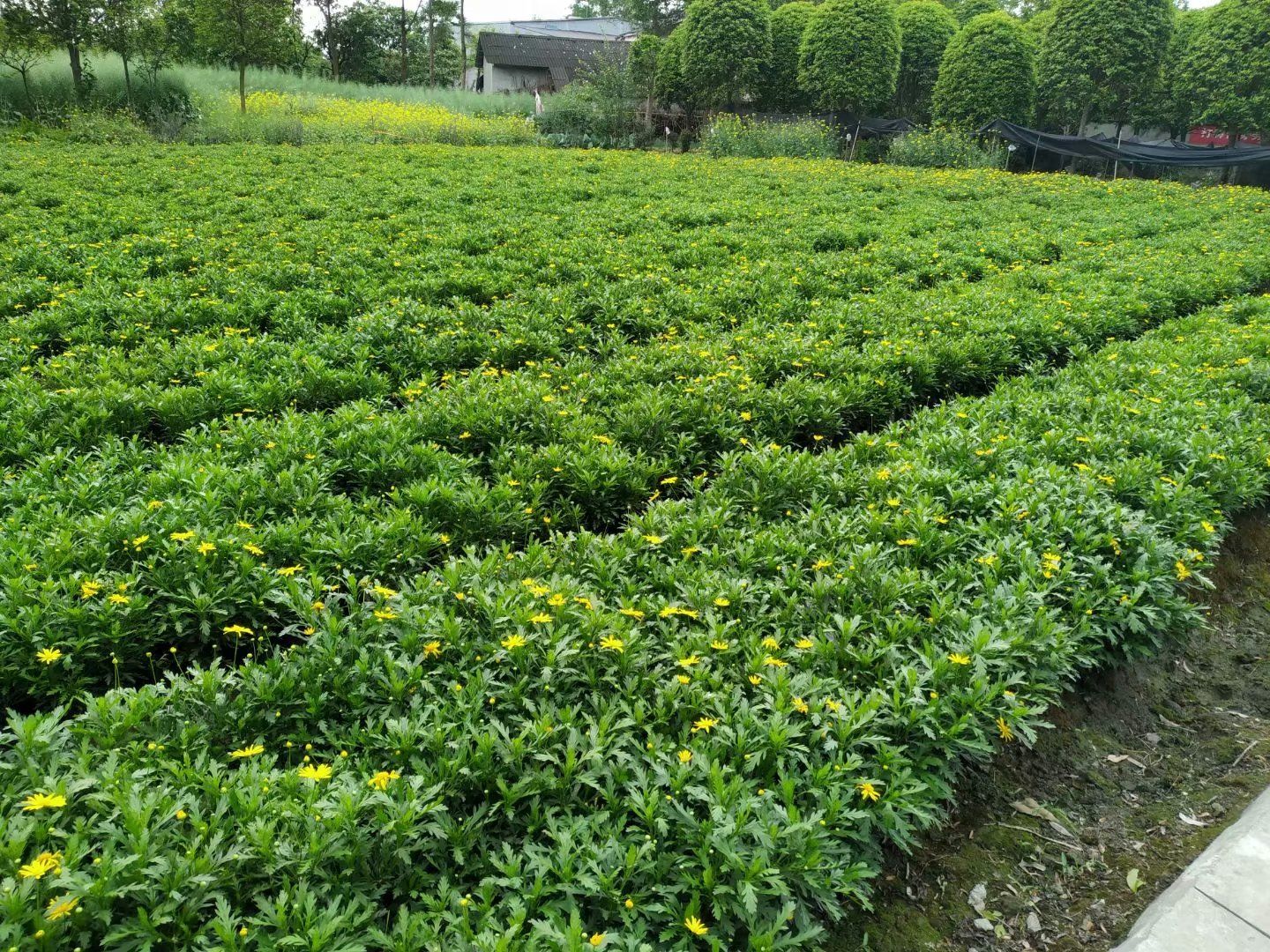 木春菊苗 基地直销木春菊  木春菊16杯 双色杯 小杯 地苗