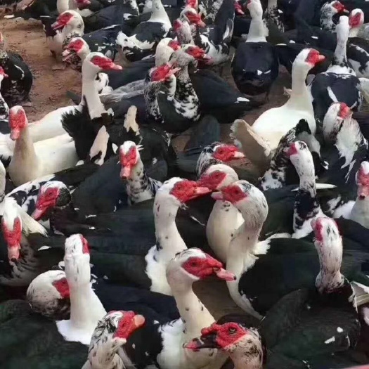昆明 火鸭 旱鸭 番鸭 肉鸭鸭苗 脱温苗