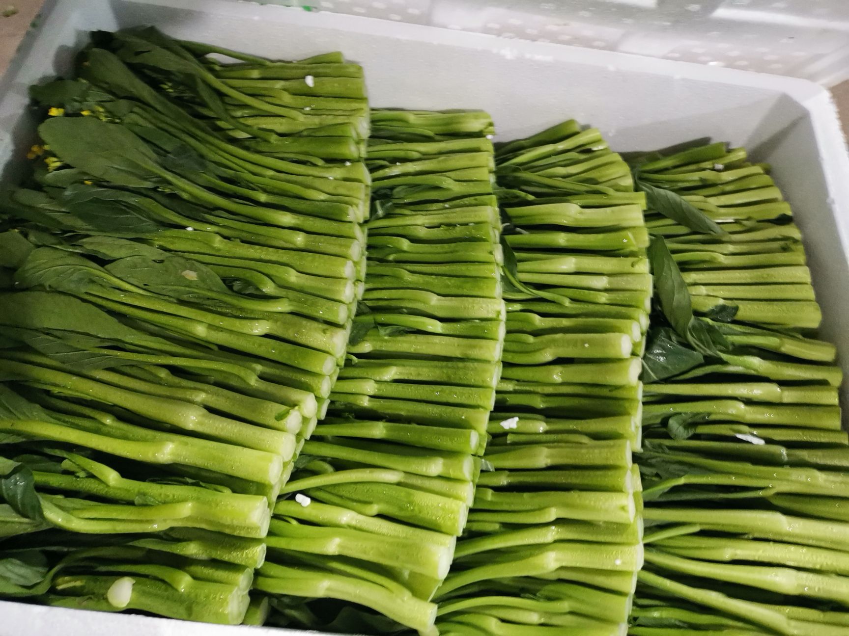 [甜菜心批发]甜菜心 精品宁夏菜心价格95元/箱 - 惠农网