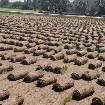 重庆草坪基地大量草现货供应没有中间商赚差价