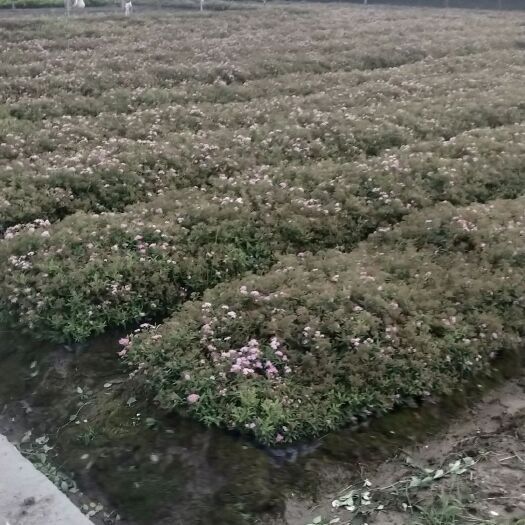 杭州 粉花绣线菊.金山绣线菊.金焰绣线菊.大杯小杯地栽供应中