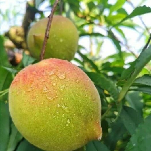广州鹰嘴蜜桃 广州从化莲麻花海鹰嘴桃
