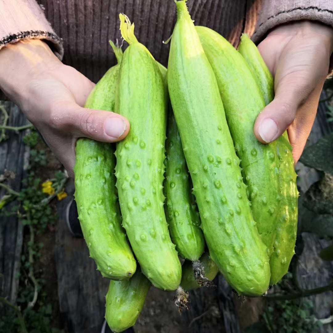 [白玉黄瓜批发]白皮黄瓜 带海鲜味的白黄瓜价格28元/箱 - 惠农网