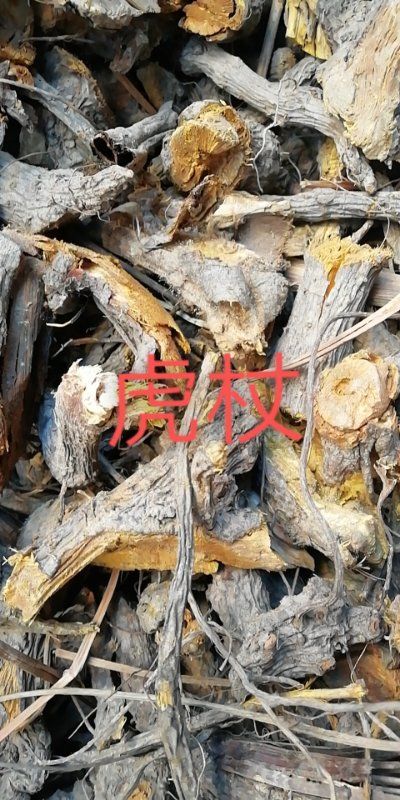 邻水县虎杖 虎仗