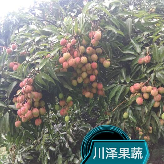 合江县全国晚熟荔枝合江荔枝