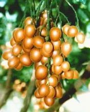 灵山县黑黄皮果苗  黑黄皮 贵妃 鸡心黄皮 根系发达 今年种植明年可以结果