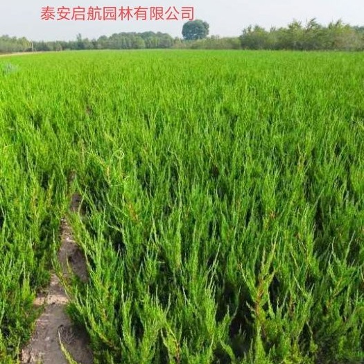 泰安小龙柏  龙柏基地，龙柏床苗，成活率高，四季常青工程绿化