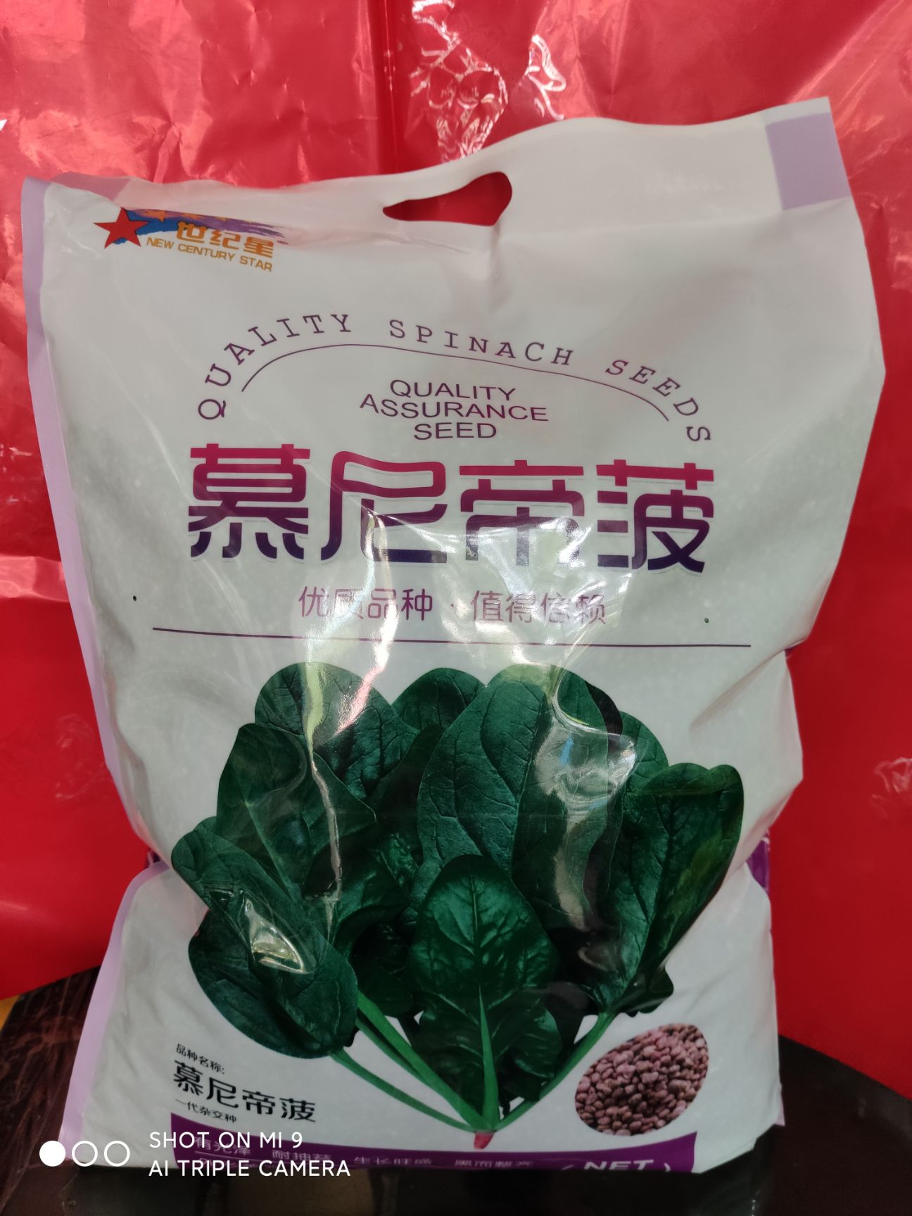 黑圆大叶菠菜种子 慕尼帝菠（）高耐抽苔黑而整齐耐热性突出国内外极受欢迎品种