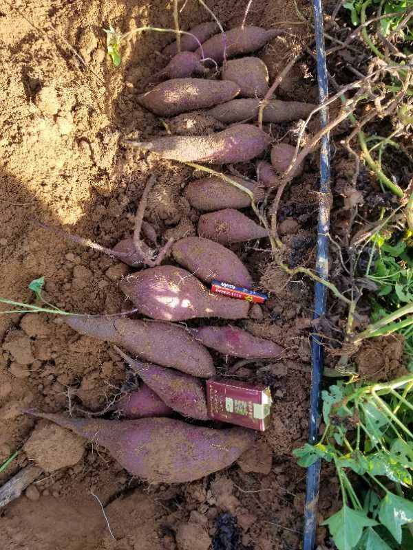 南紫薯008  紫薯 沙地紫薯新鲜 紫罗兰桂京8号 批发