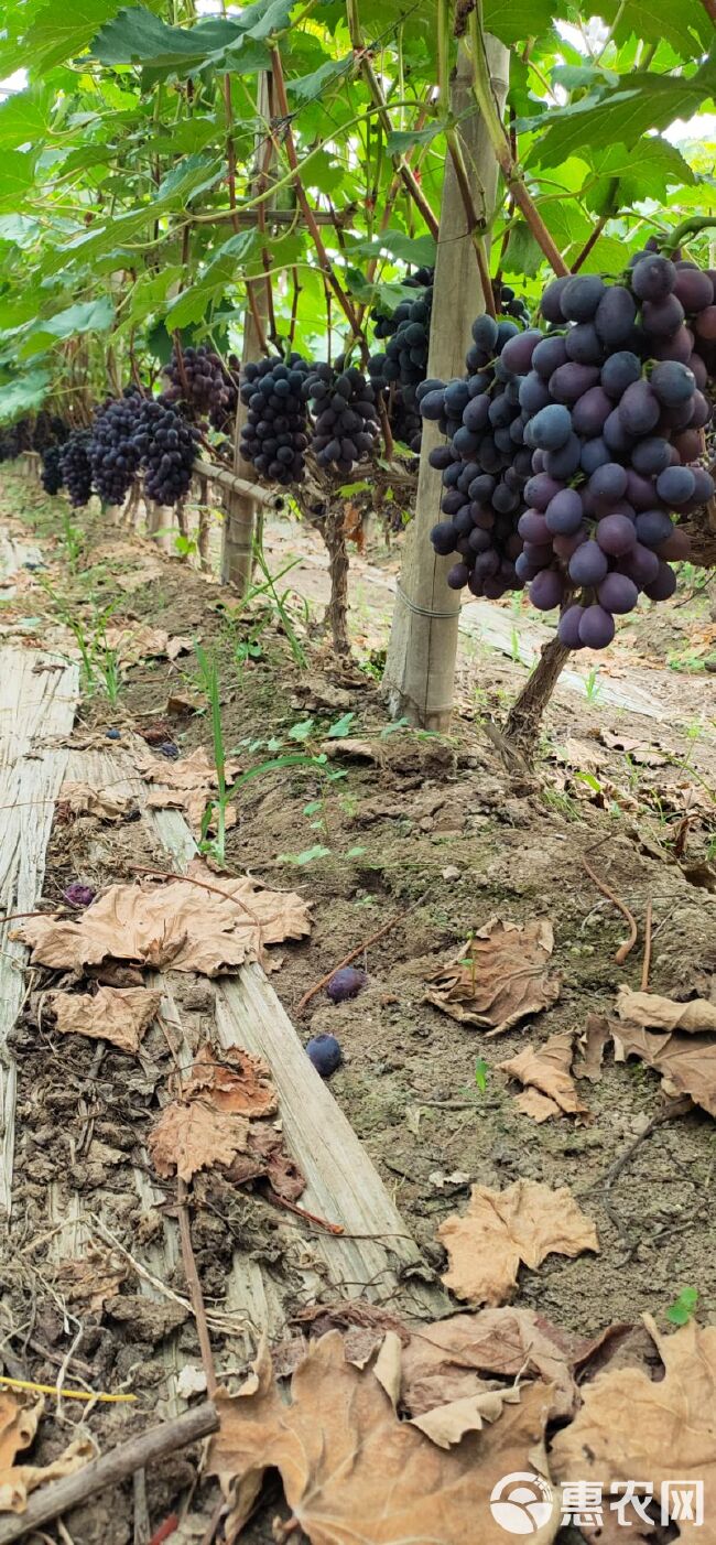夏音葡萄 大量批发各种应季反季水果，