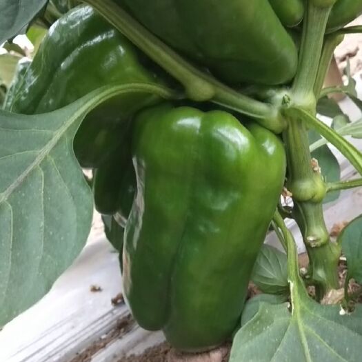天镇县牛角王 太空  尖椒