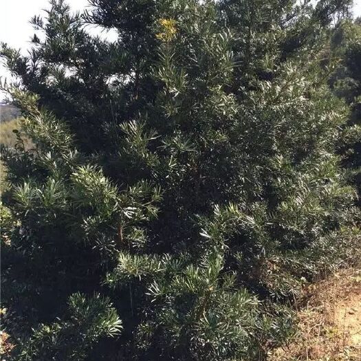开平市 2000棵八年的罗汉松求购