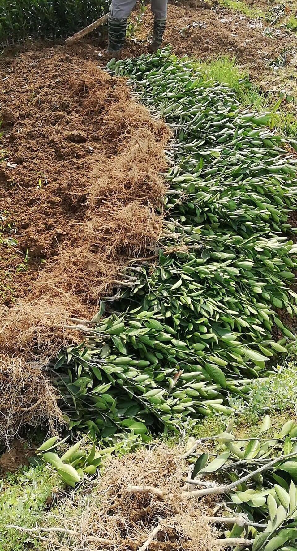 大分四号柑桔苗  大分四号早熟蜜桔苗 温州蜜桔苗 日南一号