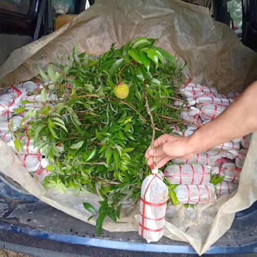灵山县 无核荔枝苗，带土球发货