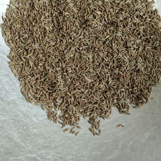 西安原产地新疆孜然 ，颗粒饱满，干净度高量大从优
