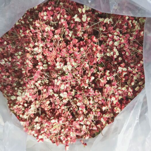 宝鸡 精品凤椒自产自销