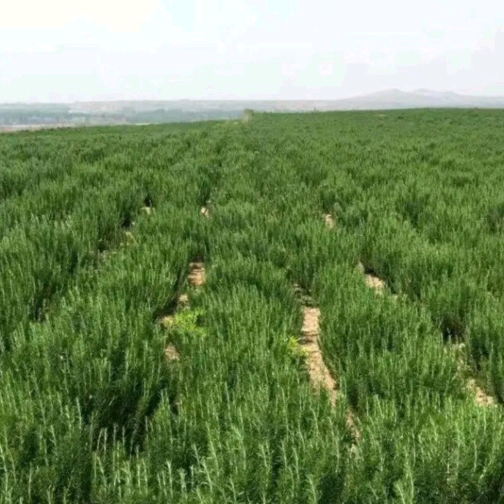 中药材迷迭香 迷迭香中草药出售，