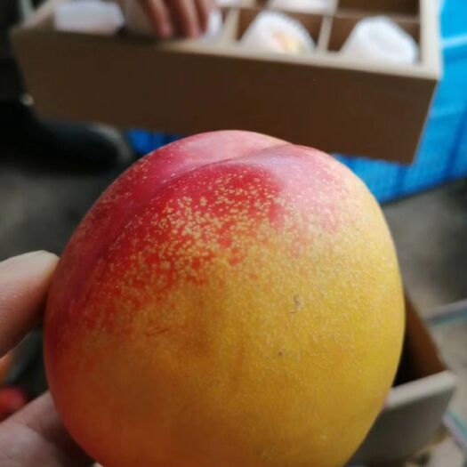 玉龙县 丽江黄桃