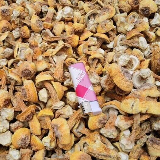 昆明姬松茸 质量非常好 价格优惠 要什么颜色的货 都可以联系我