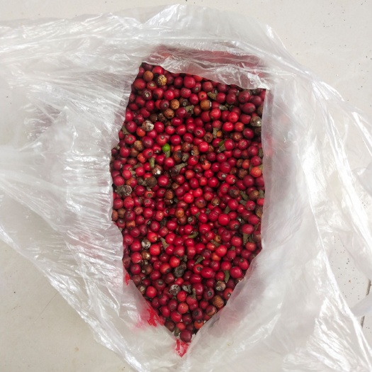 老鹰茶种子