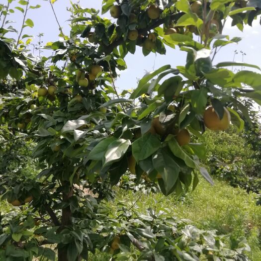 靖州县 翠冠梨上市，有需要货的新老客户请联系