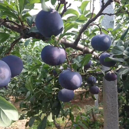 蒲城县 陕西黑布林