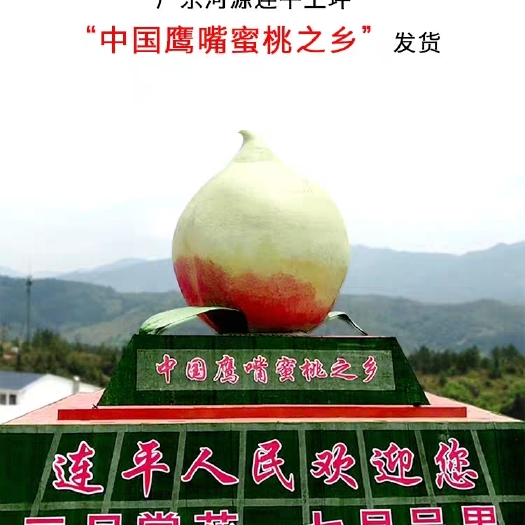 连平县 正宗河源连平鹰嘴桃新鲜现摘连平鹰嘴蜜桃脆桃子