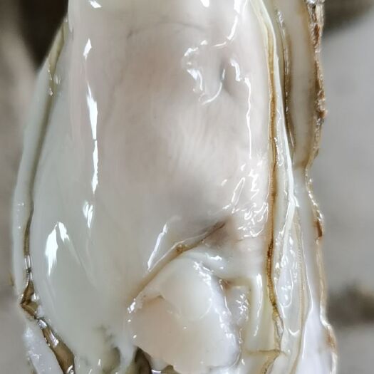 广州台山蚝  小小蚝   小蚝  中蚝