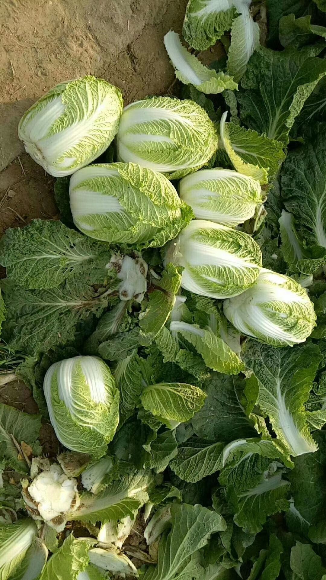 娃娃菜种子 玲珑黄515新小型白菜种子~早熟耐抽苔能力强内芯