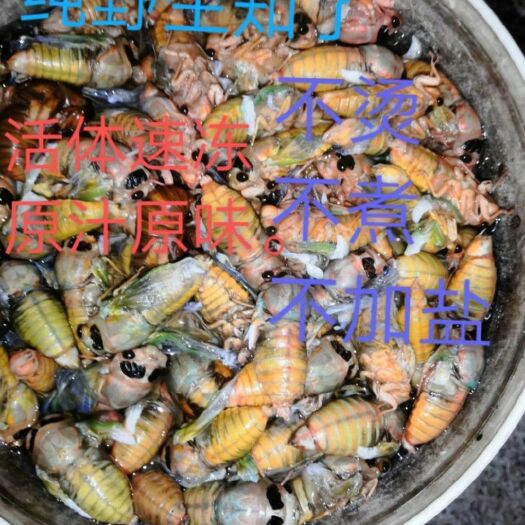 东台市2023新鲜白蝉，知了龟知了猴，金蝉，也是唐僧肉每天都出货