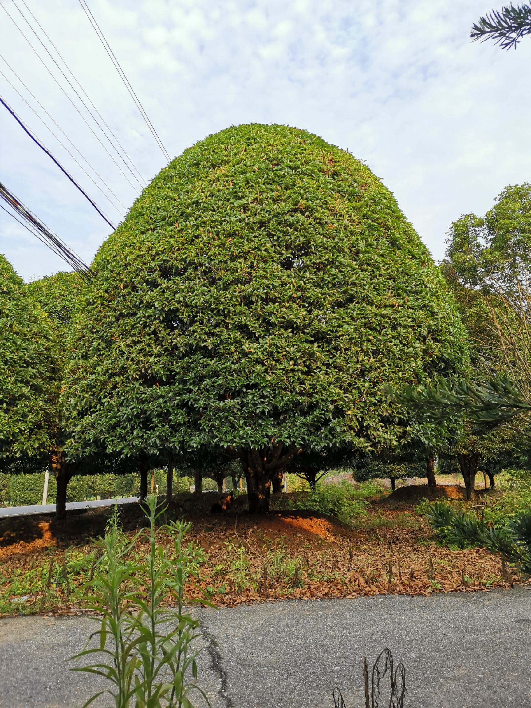 世界上最大的桂花树图片