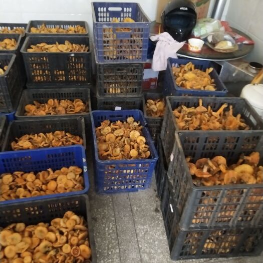 红安县松树菌 量大价优