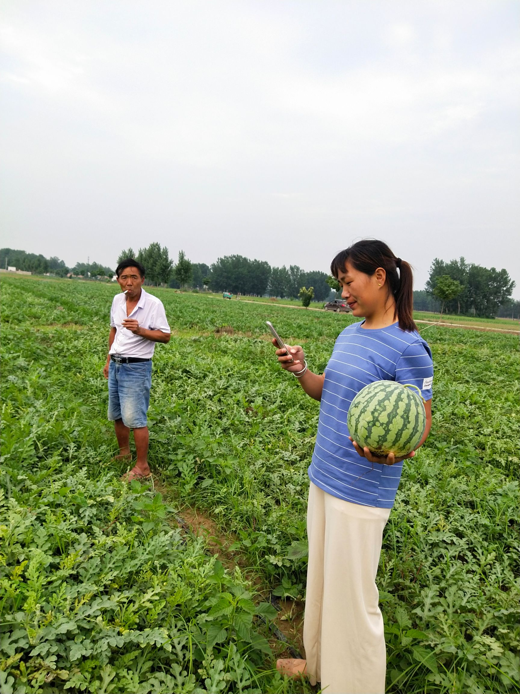 [美都西瓜批發]美都西瓜 7斤打底 8成熟 1茬價格0.45元/斤 - 惠農網