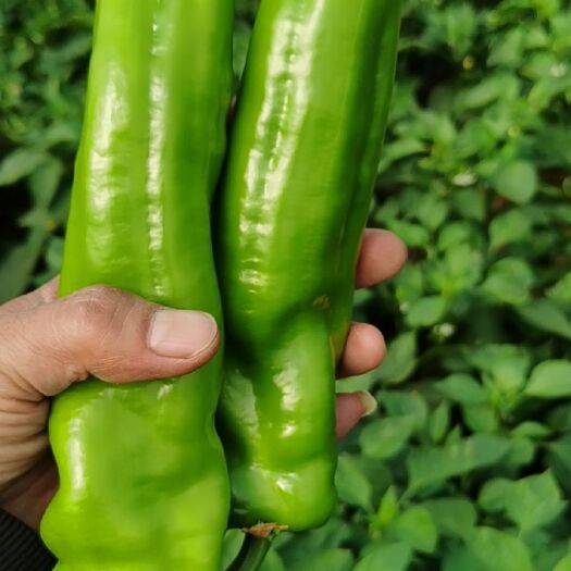 阳高县尖椒新舔16 尖椒青椒大量出货