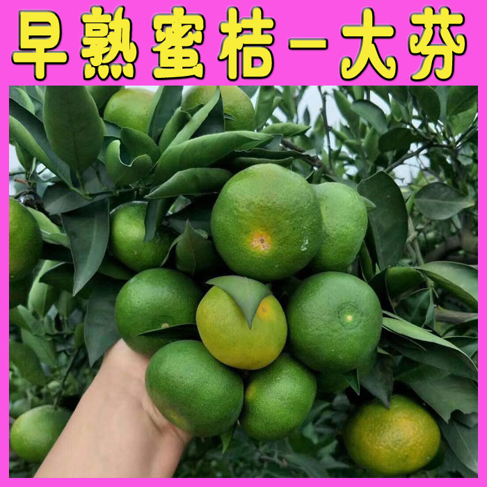 大分四号柑桔苗  大分四号早熟蜜桔苗 温州蜜桔苗 日南一号