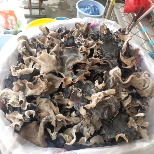 滕州市毛木耳脆木耳大木耳实惠量大优质头茬二茬厚木耳全国22省份包邮