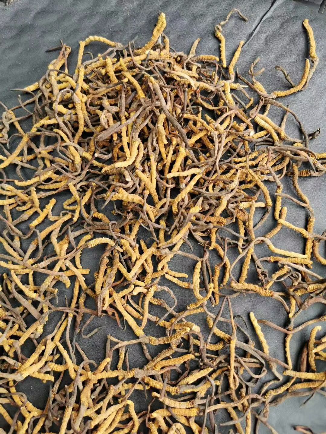 果洛州雪山虫草 青海果洛草9块一根