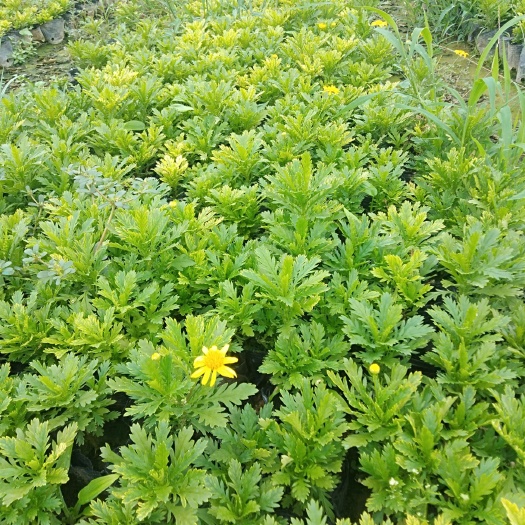 长沙机关 时令草花基地直销